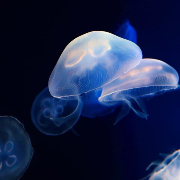 Multiple jellyfish swimming.