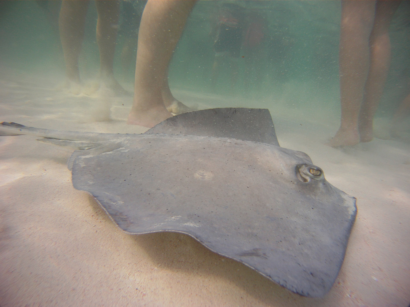 Stingrays by peoples feet