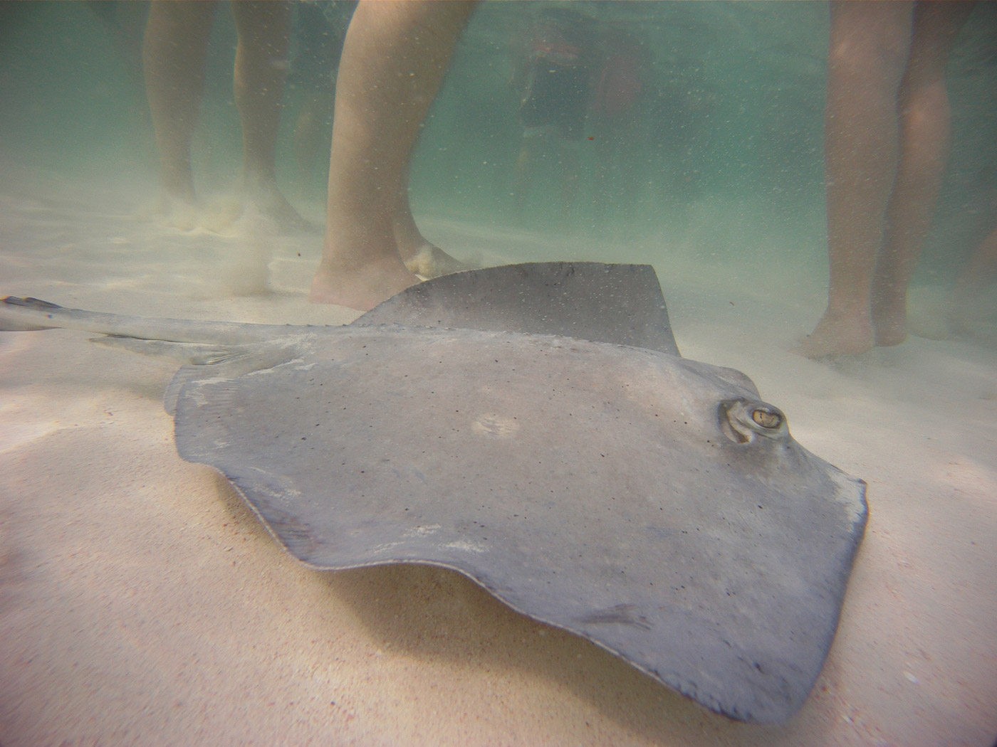 California 2024 stingray care