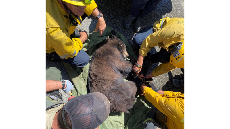 On Thursday, May 5, 2022, Engine 76 and Battalion 6 responded to a call for service involving a bear who had found its way onto the back lot of Six Flags Magic Mountain and had gotten stuck between two Conex trailers.