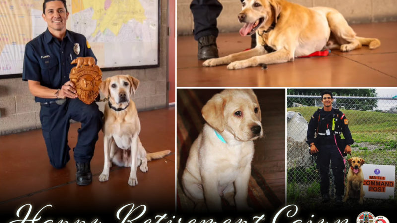 On Wednesday, November 9, 2022, the Los Angeles County Fire Department (LACoFD) honored Cajun, a lifeline canine, with a retirement ceremony at fire station 187 in Pomona.