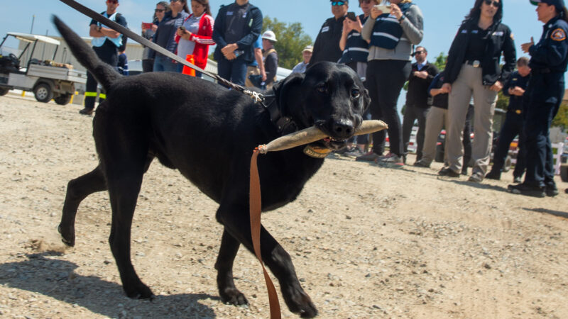 The County of Los Angeles Fire Department’s urban search and rescue (USAR) team, known internationally as USA-2, successfully completed a 36-hour training exercise and evaluation by international experts last week at the Del Valle Regional Training Center to continue deploying to disasters around the world.