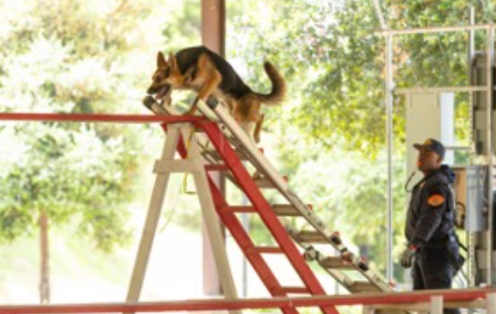 The County of Los Angeles Fire Department (LACoFD) Technical Operations Section proudly welcomes four new members to the California Task Force 2 (CA-TF2) and USA-2 K-9 Program: Fire Fighter Alexis Miller, K-9 partner Hawthorne Fire Fighter Arby Fields, and K-9 partner Greta