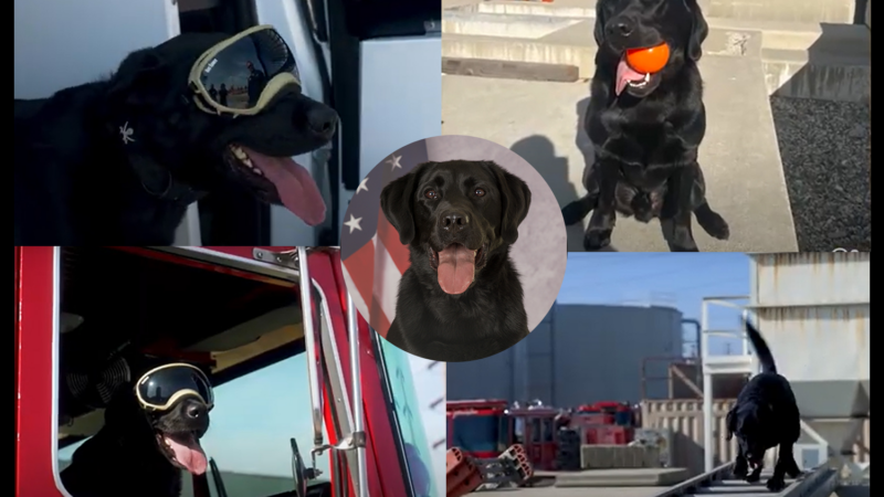 The County of Los Angeles Fire Department (LACoFD) urban search and rescue (USAR) canine (K9) Bond was featured in a recent episode of County Critters on the Job.