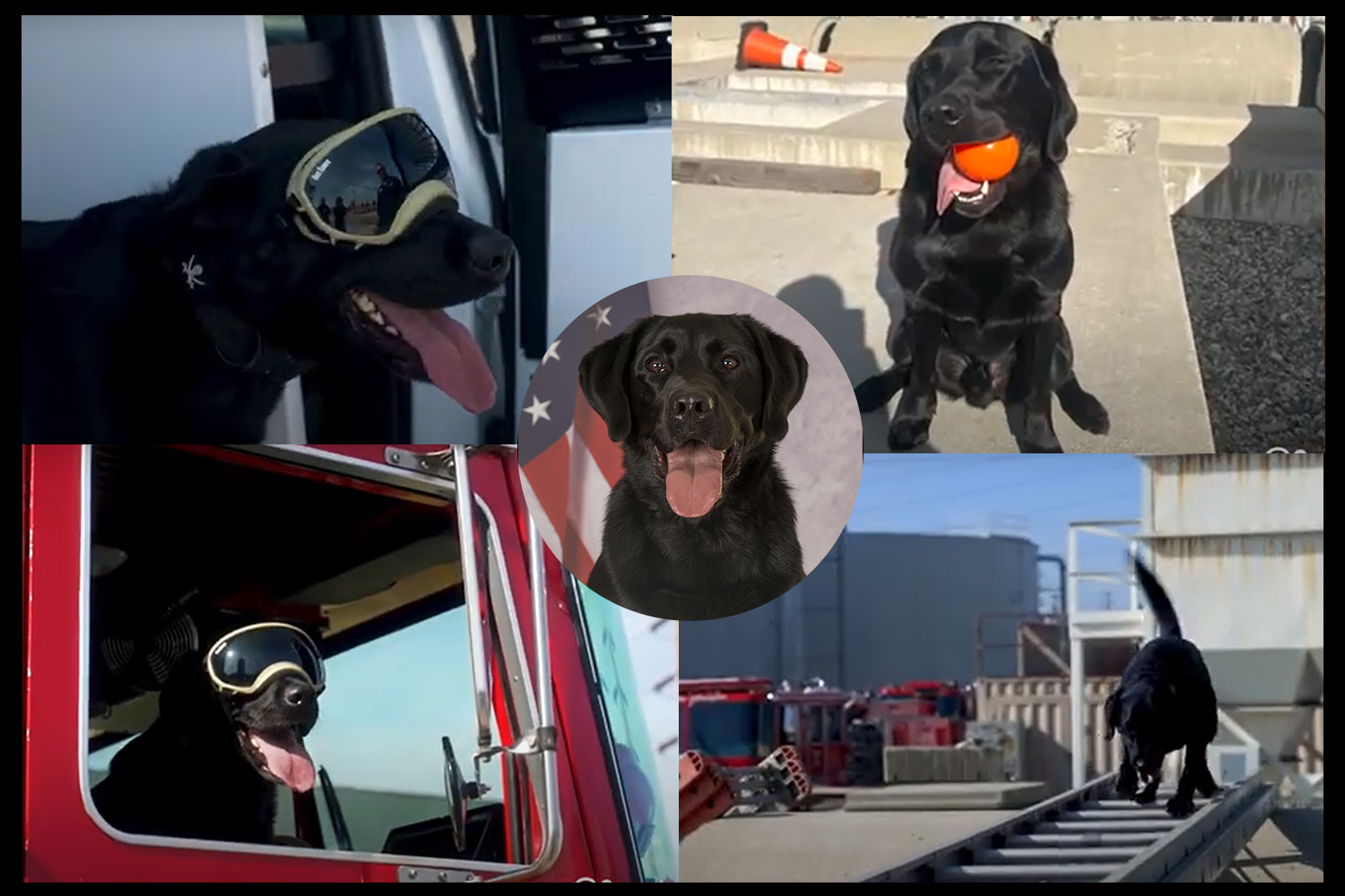 The County of Los Angeles Fire Department (LACoFD) urban search and rescue (USAR) canine (K9) Bond was featured in a recent episode of County Critters on the Job.