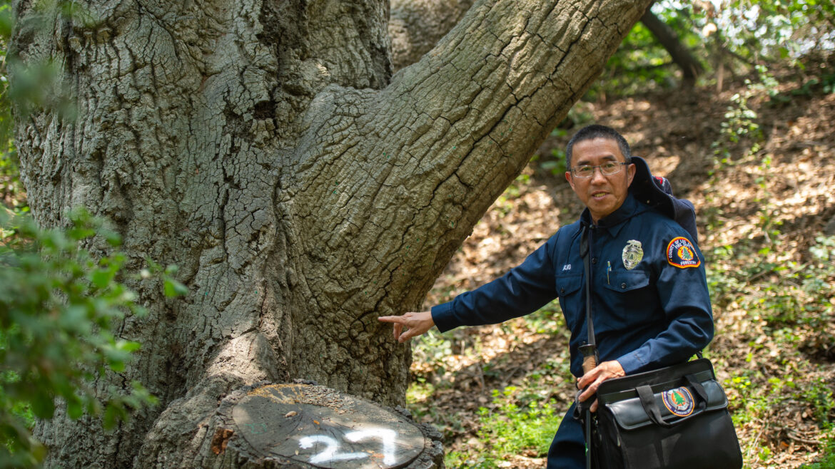 On Tuesday, June 3, 2025, the County of Los Angeles Fire Department (LACoFD) Forestry Division participated in the Goldspotted Oak Borer (GSOB) Blitz at San Dimas Canyon Park.