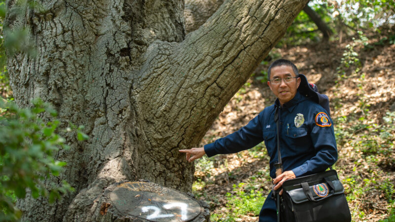 On Tuesday, June 3, 2025, the County of Los Angeles Fire Department (LACoFD) Forestry Division participated in the Goldspotted Oak Borer (GSOB) Blitz at San Dimas Canyon Park.