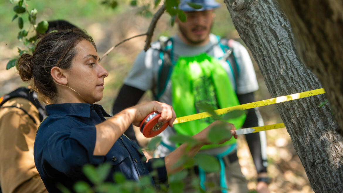 On Tuesday, June 3, 2025, the County of Los Angeles Fire Department (LACoFD) Forestry Division participated in the Goldspotted Oak Borer (GSOB) Blitz at San Dimas Canyon Park.