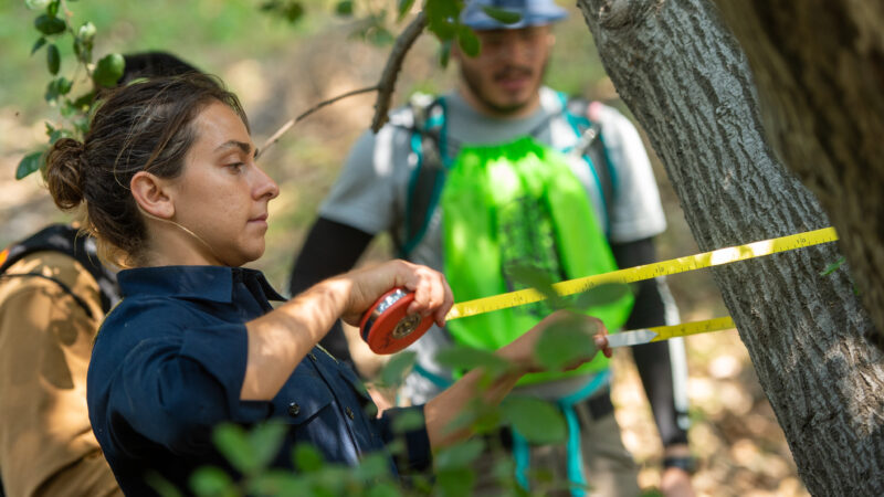 On Tuesday, June 3, 2025, the County of Los Angeles Fire Department (LACoFD) Forestry Division participated in the Goldspotted Oak Borer (GSOB) Blitz at San Dimas Canyon Park.