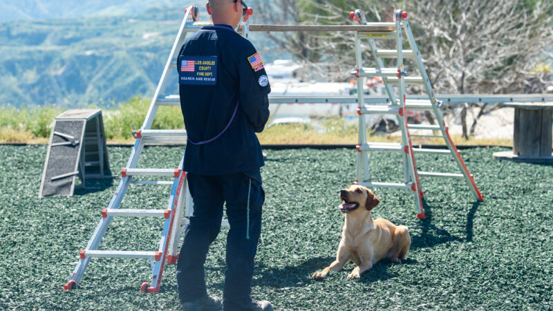 On Thursday, March 19, 2026, County of Los Angeles Fire Department (LACoFD) canine teams conducted intensive training at the Del Valle Regional Training Center to sharpen their search and recovery capabilities. These exercises ensure operational