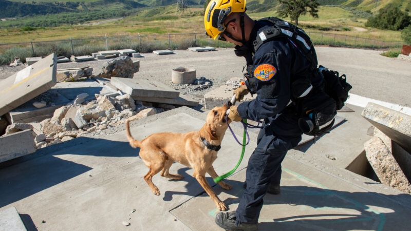 On Thursday, March 19, 2026, County of Los Angeles Fire Department (LACoFD) canine teams conducted intensive training at the Del Valle Regional Training Center to sharpen their search and recovery capabilities. These exercises ensure operational