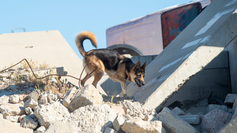 On Thursday, March 19, 2026, County of Los Angeles Fire Department (LACoFD) canine teams conducted intensive training at the Del Valle Regional Training Center to sharpen their search and recovery capabilities. These exercises ensure operational